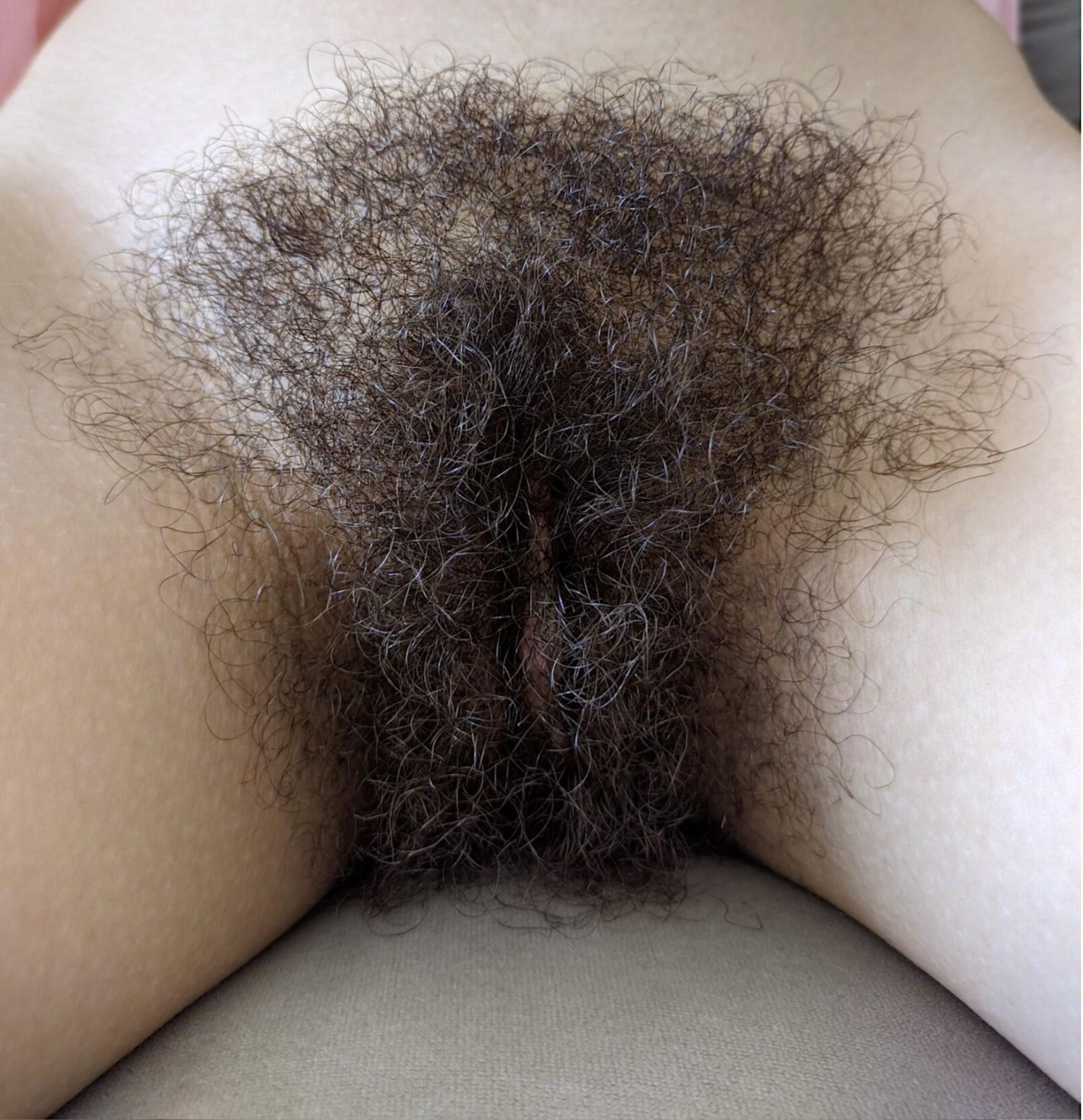 Chatte poilue